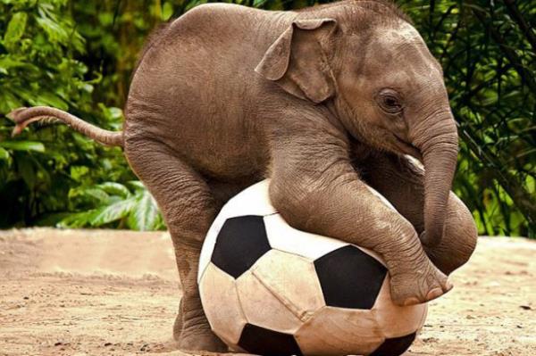 Hayvanlar�n ayna kar��s�nda kendilerini tan�malar� i�in y�ksek bir zekaya sahip olmas� gerekiyor. Ancak bu zekaya sahip sadece birka� t�r var var. ��te onlardan biri: Fil.