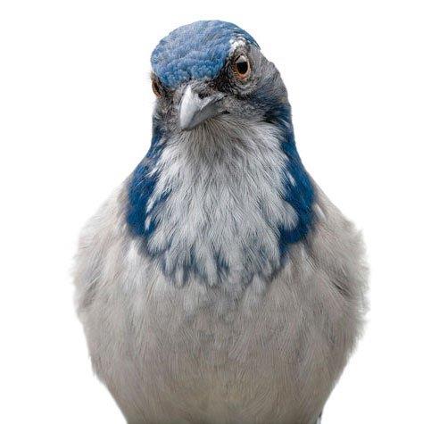 D�zenbaz kargalar. S�rekli ba�ka ku�lar�n yemlerini �al�yorlar. Bir de s�rekli yiyecek depolamalar� dikkat �ekiyor. Gelece�i garanti almak i�in farkl� yerlere depolayan �al� kargalar; e�er bunu yaparken ba�ka bir ku� taraf�ndan g�r�l�rlerse, hemen yerini de�i�tiriyorlar. Bul karay� al paray� oynuyormu� gibi yiyeceklerini bir yere saklarken, asl�nda di�er yere saklar. Ayr�ca, �al� kargalar�n�n, �len bir �yelerinin etraf�nda toplan�p bir g�n boyunca yem aramaya ��kmad�klar� da g�zlenmi�.