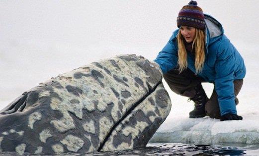 Anne gri balinalar yavrular�n� su y�zeyine ��kart�p d�nyay� tan�malar�n�, �evreyi, onlara ��retmeye �al���yorlar. Kar��la�t�klar� insanlar�n g�rebilmesi i�in yavrular�n�n suyun y�zeyine ��kmalar�n� sa�l�yorlar. ��nk� insanlarla ileti�ime ge�meyi seviyorlar. Sadece insanlarda, baz� insans� b�y�k maymunlarda bulunan empati ve sevgi gibi duygular� hissetmemizi sa�layan ?i�si? ad�nda bir h�cre gri balinalarda da bulunuyor.