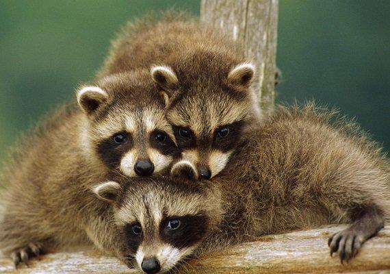 Kimi zaman araba tamirinde, kimi zaman h�rs�zl�k yaparken yakalayabilirsiniz onu! M�thi� pratik zekalar� sayesinde her girdi�i ortama ayak uydurabilirler. Ganimete a��r� d��k�nd�rler. Size k���k bir tavsiye: Ortal�kta bir �eyler b�rakmay�n ��nk� ne paspas, ne �anta ne de terlik affederler.