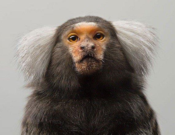 Kendi u�ra� alanlar�n�n d���nda, di�er t�m i�lerin nas�l yap�laca��n� ��renme a��s�ndan ola�an�st� beceriye sahiptirler. Yavrular�na en fazla zaman ay�ran maymun cinsi marmosetlerdir. Marmoset erkekleri de yavrular�n bak�m�nda e�ine b�y�k �l��de destek olur. Bebeklerin temizli�inde, beslenmesinde, ta��nmas�nda marmoset babalar� her zaman annenin yan�ndad�r.