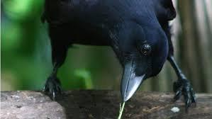 Karga, pis karga, kinci karga? Bunlar insanlar�n onlara takt��� lakaplardan bir ka��. Ta��d��� bu �zelliklerin yan�nda �ok iyi bulmaca ��zerler. Bildi�imiz kare, sarma��k bulmacalar de�il; hayatta kalmak i�in kar��la�t��� t�m karma��k durumlar� ��zme konusunda ustala�m�� bir cinstir. Ayr�ca haf�zas� neredeyse bir insan�n haf�zas�na yak�nd�r.