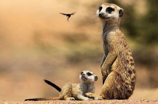 En az 30 �yeli gruplar halinde ya�ayan ��l fareleri, bulunduklar� �evreyi ve kendilerini devaml� kalk�nd�r�yorlar. Gen� farelere yemek bulma ve do�a �artlar�nda zararl� olan yiyecekleri ��retme konusunda ders veriyorlar.