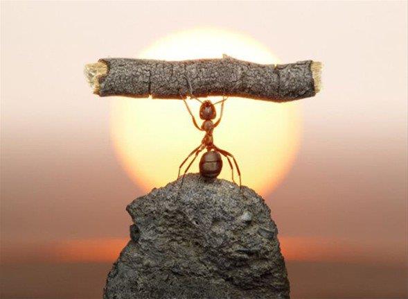 Kar�nca yuvalar� in�aat tekni�i olarak �rnektirler. Yuvan�n giri�ine ba�l� ve buradaki suyu al�p ba�ka tarafa verebilen bir�ok t�nel daha in�a ederler. Baz�lar� ise yuvalar�n�n �st�n� �yle sa�lam kapat�rlar ki sel sular�n�n bir evin �at�s�n�n �st�nden a�mas� gibi ge�ip giderler. Yine de bir aksilik olur yuva su ile dolarsa kar�ncalar ��p ve yaprak par�alar�na veya yukar�da belirtildi�i gibi birbirlerine tutunup y�zebilirler. �ok �iddetli ya�murdan sonra olu�an �amur, t�nellerini kapatt��� zaman ise yuvalar�n� yeniden in�a etmek zorunda kal�rlar. Kar�ncalar�n zekalar� ile in�aat alan�nda rakip tan�mad�klar� ortadad�r.