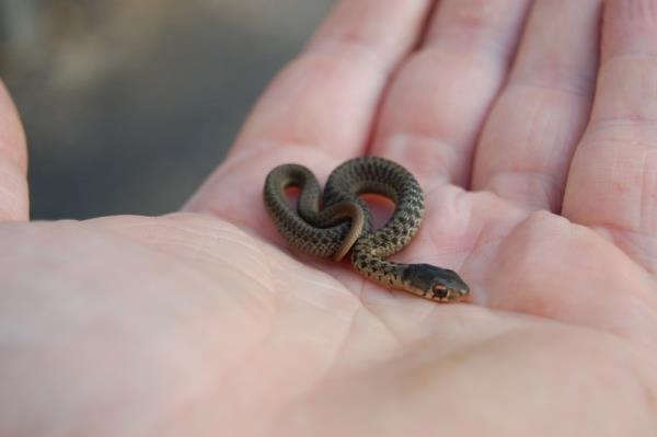 32. Bir bebek ylan  <br>Kaynak: news.distractify</br>