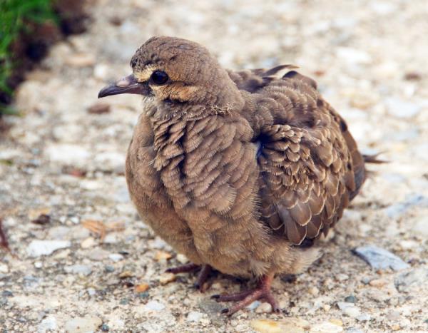 4. Bir bebek gvercin