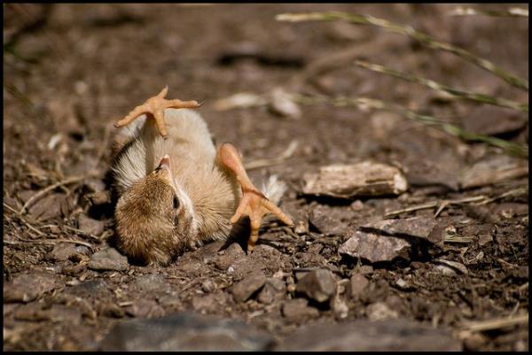 21. Bir bebek keklik