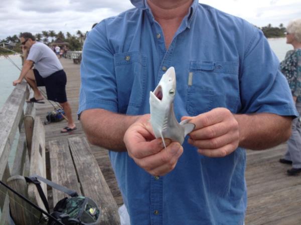 15. Bir bebek kpekbal