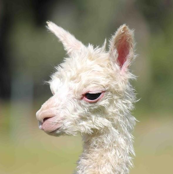 2.. Bir bebek alpaka