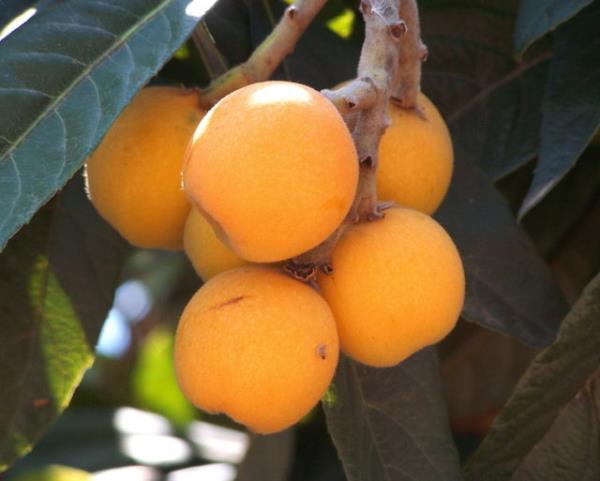 Lifli bir meyve olmasndan dolay sindirim sistemi sorunu ekenler tarafndan tketidiinde barsak faaliyetlerini dzenlemeye yardmc olur.