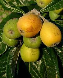 Dzenli tketildiinde kabzla are olur.