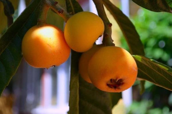 Hem dk kalorili olmas hem de tok tutmas asndan kilo verme srecinde etkilidir.