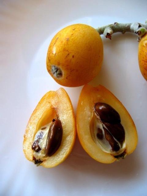 Dk tehlikesini nler.