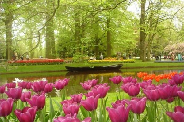 <br><b>Hollanda</b></br>  Mis gibi kokan laleleriyle Lisse baheleri.