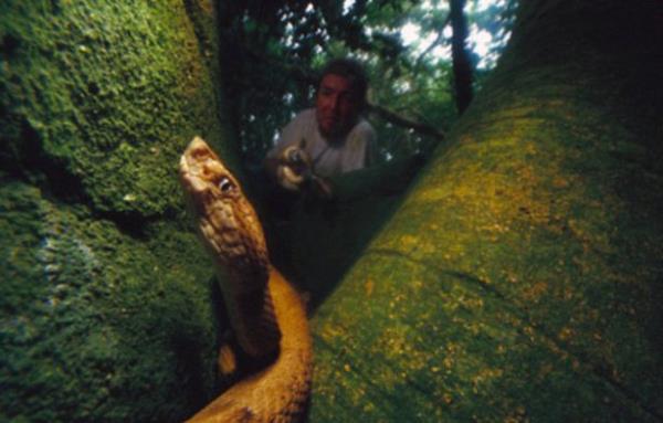 Metrekare bana ortalama be ylann dt adada dnyann en zehirli ylanlar yayor.