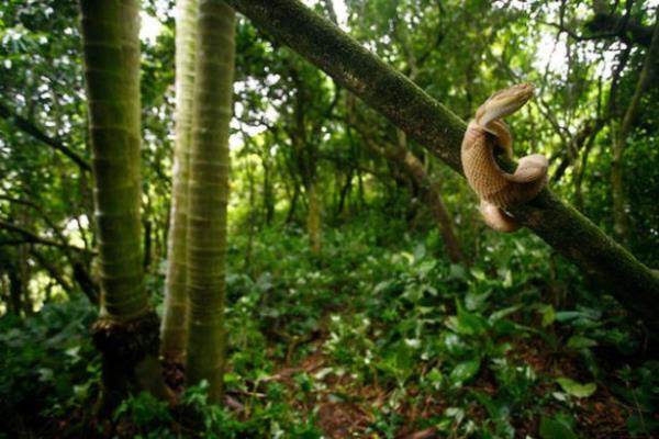 Yzbinlerce Bothrops insularis cinsi ylan adada cirit atyor. 50 ila 70 cm uzunlua ulaan Bothrops insularis, yalnzca bu adaya has altn renkli zehirli bir ukur engerei cinsi.