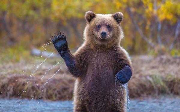 <br><b>25. Fotojenik Bozay</b></br>  Annesinin Crescent Nehri'nin souk sularnda somon avlamasn izleyen gen boz ay beni fark ettiinde merakna engel olamayp yavaa ayaa kalkt ve bana doru patisini sallad. Alaska'nn vahi doasnda kariyerimin en gzel fotoraflarndan birisini ektim.   <br>( Kevin Dietrich / National Geographic Traveler Fotoraf Yarmas)</br>