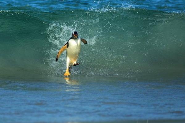 <br><b>23. New Island'a geri dnen bir ''Gentoo''</b></br>  Tylerinden anlald zere yavru bir gentoo New Island, Falklands'a  geri dnyor.   <br>( Shanu Subra/National Geographic Traveler Fotoraf Yarmas)</br>