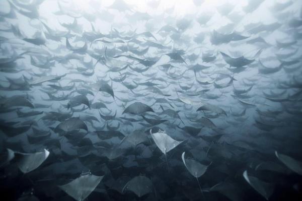 <br><b>9. Uan Manta Ray Srs</b></br>  Baja,  Meksika'da balk oltalarna taklan kpek balklarn kancalardan kurtarmak iin dzenlenen bir gezideyken teknenin altndan geen bir uan manta ray srsne rastladk. Biraz derinden yzdkleri iin yzeyden iyi fotoraflar ekemedim. Fakat ekipmansz olarak 20 metre derinlie dalarak ektiim fotoraf harika bir grnt oluturdu.   <br>( Eduardo Lopez Negrete/National Geographic Traveler Fotoraf Yarmas)</br>