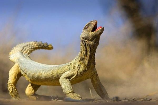 <br><b>2. Kuveyt'te byk bir kertenkele</b></br>  (Halil Haidar / National Geographic Traveler Fotoraf Yarmas)