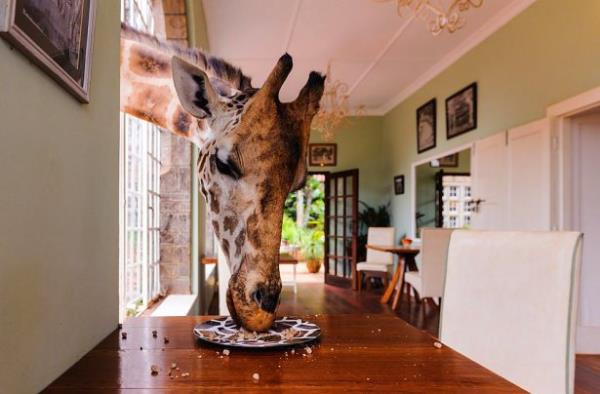 <br><b>18. Giraffe Manor, Nairobi</b></br>  Burada yaayan Zrafalar tamamen evcillemi ve insanlarla i ie yayorlar. Genellikle insanlarn elinden yemek yiyen bu tatl hayvanlar tabaklarnza da dadanmaktan geri durmuyorlar.   <br>(Gavin Werbeloff/National Geographic Traveler  Fotoraf Yarmas)</br>