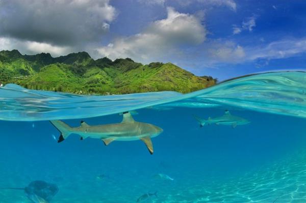 <br><b>16. Fransz Polonezyas, Moorea, Tiahura</b></br>  ( Gregory Bru/National Geographic Traveler Fotoraf Yarmas)