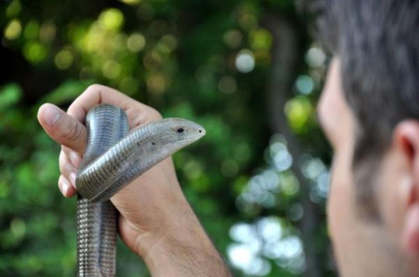 Bursa Karacabey ilesindeki longozda (su basar orman) da yaayan oluklu kertenkeleler, isimlerini vcutlarnn yan tarafndaki oluk eklindeki girintili yapdan alyor.