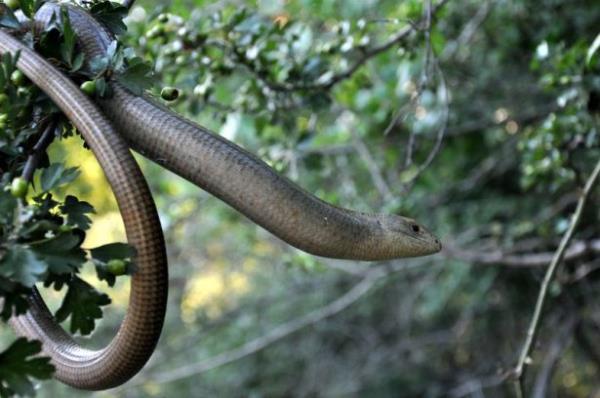 Uluda niversitesi (U) Fen Edebiyat Fakltesi Biyoloji Blm retim yesi ve Zooloji Mzesi Sorumlusu Prof. Dr. smail Hakk Uurta, AA muhabirine yapt aklamada, oluklu kertenkelenin halk arasnda "kr ylan" olarak bilindiini syledi.