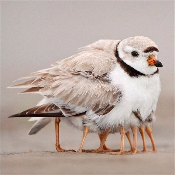 Yansma veya gz yanlmas kullanlarak elde edilen gerek fotoraflar, insann hayal gcn gsteriyor.