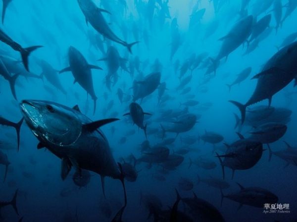 National Geographic'ten muhteem kareler