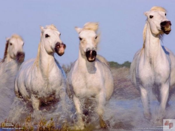 National Geographic'ten muhteem kareler