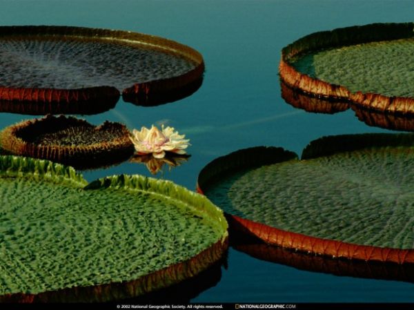 National Geographic'ten muhteem kareler