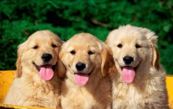 <b>Bu alma;</b> istismar, ihmal veya sorumsuzluklardan dolay sokaklarda yaam mcadelesi veren kpeklerin kurtarldktan sonra uygun ortamlarda ne kadar tatl ve sevecen bir canl olduklarn gstermek iindir.    <p> Sokaklarda grdmz hasta, yaral ve korkun bulduumuz kpeklerin de aslnda bir scak yuvaya ihtiyac olduunu ve birer canl olduklarn unutmamalyz</p>    <p>Bu galeride hayatta kalmak iin ikinci bir ans yakalayan kpeklerin kurtarlmadan nce ve kurtarldktan sonra ki deiimlerini gzler nne seriyoruz</p>    <b>Ltfen bir anlk heves iin aldnz kpekleri sokaa atmayn!</b>