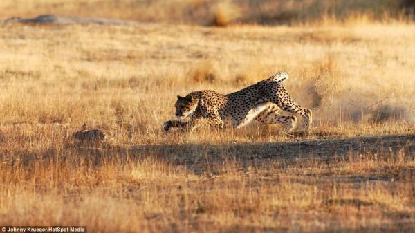 En sonunda tavan bitkin dt ve itann tek bir darbesiyle yere dp ona av oldu.
