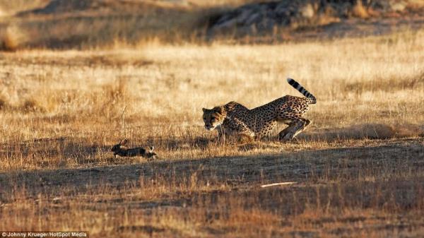 Yolunu kaybeden bir tavan itann blgesine girence olanlar oldu...