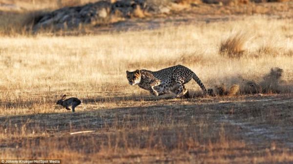 Aslnda tavanlarda mthi birer koucudur..