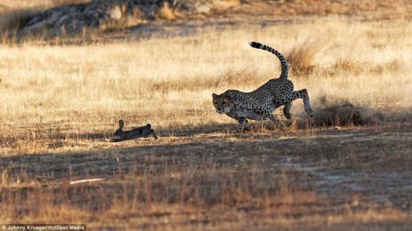 Afrika'ya safariye giden 52 yandaki Johnny Krueger, ei grlmedik bir kovalamacaya tank oldu...