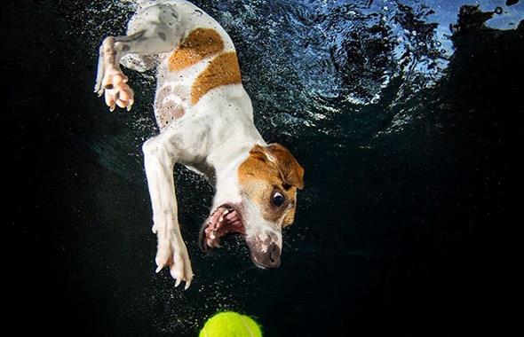 Kpek fotoraflar konusunda uzmanlam Fotoraf Seth Casteel, kpek fotoraflar ekme konusunu biraz abartarak sualtna indirmi.