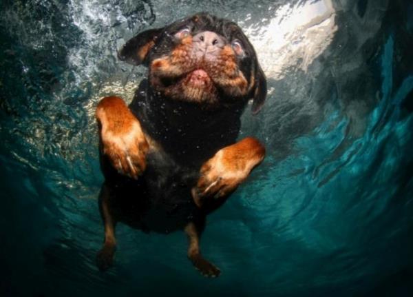Suya atlan topu yakalamak iin atlayan kpekler sualtnda bir srprizle karlayorlar.