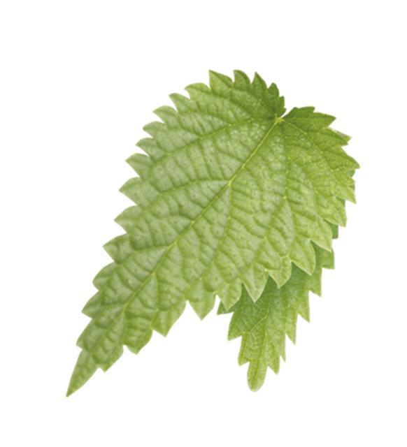 <b>Az yaralarz iin; </b>Isrgan yapra ay aclarnz hafifletecektir