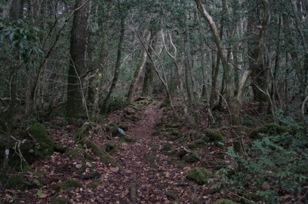 Japonya'daki Fuji dann eteklerini ssleyen bu ormann asl ad "Aokigahara" ama bundan ziyade "intihar orman" olarak biliniyor. Sebebi de intihar etmek isteyenlerin son mekan olarak buray semesi.