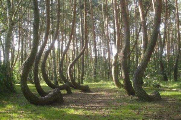 O blgede yaayanlar, aalarn 10 yandan sonra bklerek uzadn sylyor.