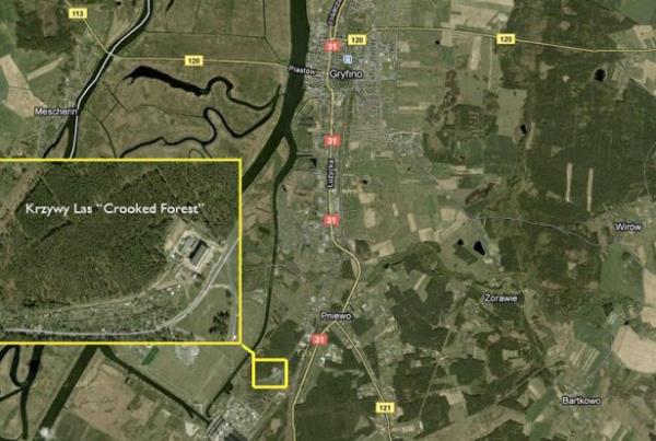 Polonya'nn kuzeybatsnda yer alan Crooked Orman, yaklak 400 am aacndan oluuyor.