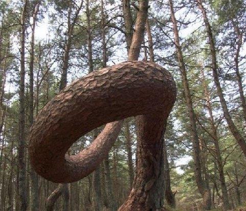 Birok aratrma yaplmasna ramen, aalarn erilii hakknda hibir bilgiye ulalamam.