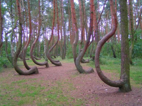 Ama bu orman bildiiniz ormanlara benzemiyor. Crooked Orman'nn ok ilgin bir zellii var.