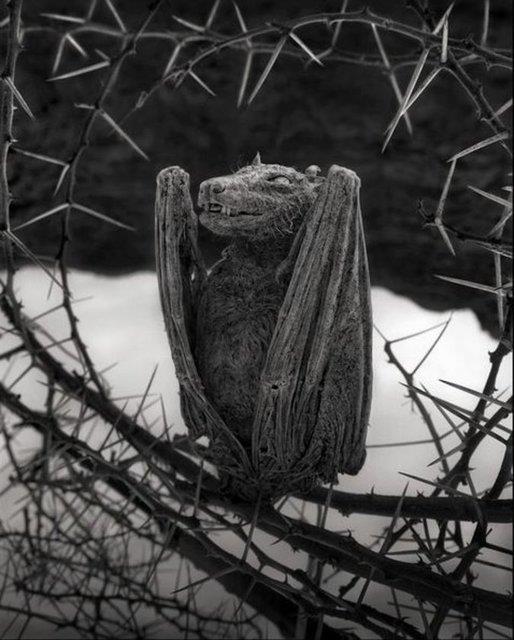 Natron Gl'ndeki bu inanlmaz doa olayn farkedip fotoraflayan ise Nick Brandt.