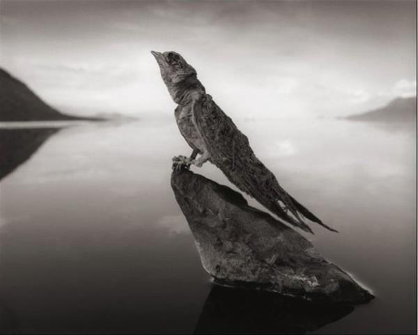 Taa dnm hayvanlar fotoraflarken yanllkla film kutusunu gle dren Brandt: