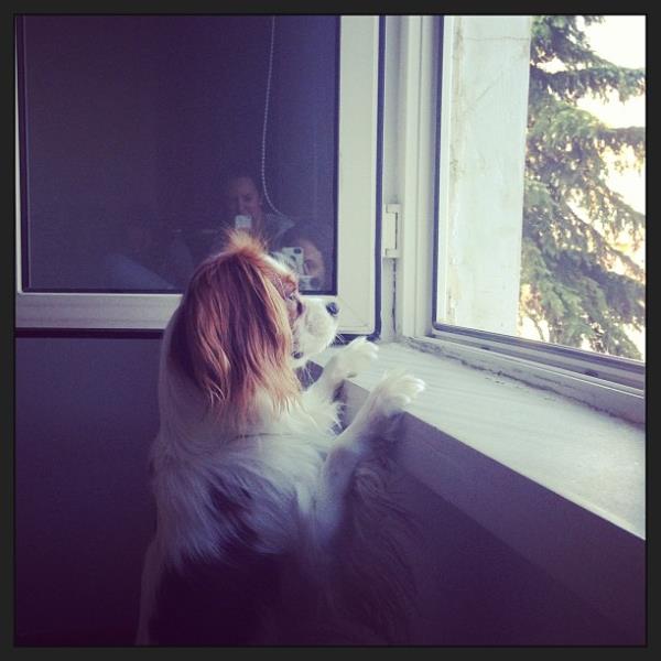 <br>Ayse zylmazel </br>   Darda neler oluyo acaba? #mini #minimal #cavalierkingcharles #sunday #bigelirsemgrrsnz