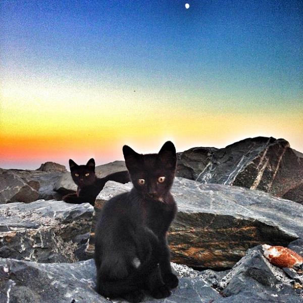 <br>Elif Aktug </br>  Yesilkoy sahilde kayalarin uzerinde ayisiginda karsima ciktilar