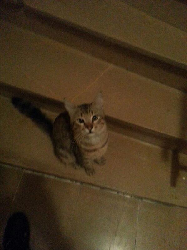 <br>Alper Turgut </br>  Polisin gaz bombalarindan kacarak, bizim apartmana siginan bir arkadas